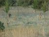 Filename=brave-deer-1.jpg
Filesize=77KB
Dimensions=640x480
Date added=Feb 25, 2008 brave-deer-1.jpg