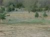 Filename=brave-deer-3.jpg
Filesize=67KB
Dimensions=640x480
Date added=Feb 25, 2008 brave-deer-3.jpg