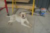 Filename=new-dog-Rosie-1000.jpg
Filesize=775KB
Dimensions=1000x666
Date added=Apr 30, 2011 new-dog-Rosie-1000.jpg